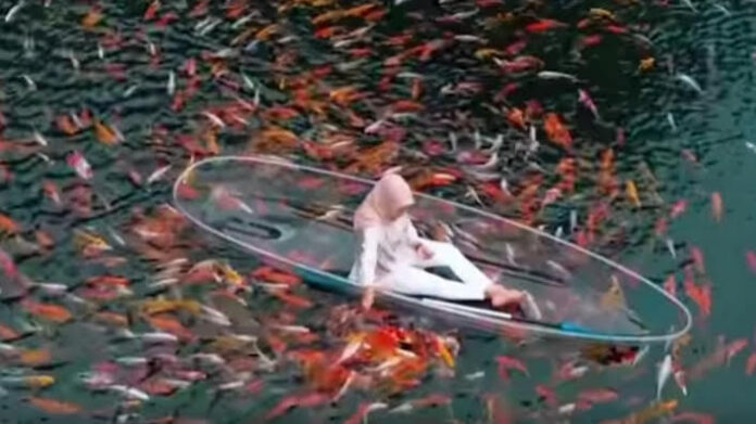 Ikan Koi Situ Cipanten fokusjabar.id