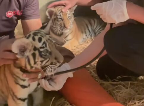 Bandung@fokusjabar.id