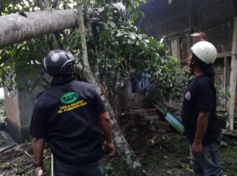 Pohon Kelapa Tumbang fokusjabar.id