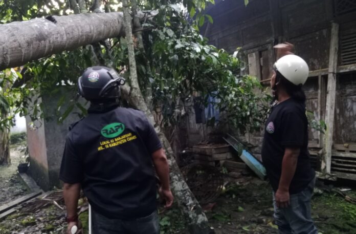 Pohon Kelapa Tumbang fokusjabar.id