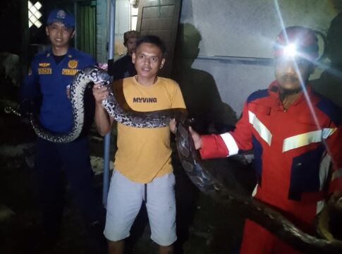 ular piton fokusjabar.id