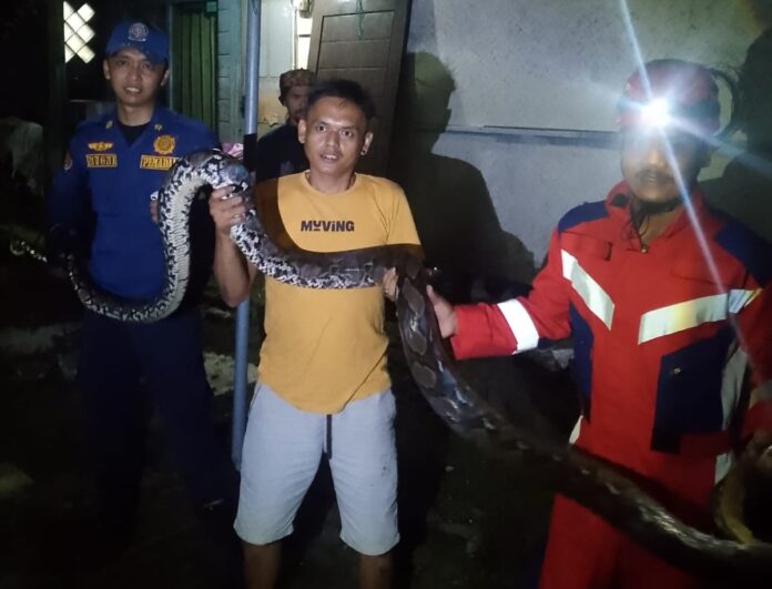 ular piton fokusjabar.id