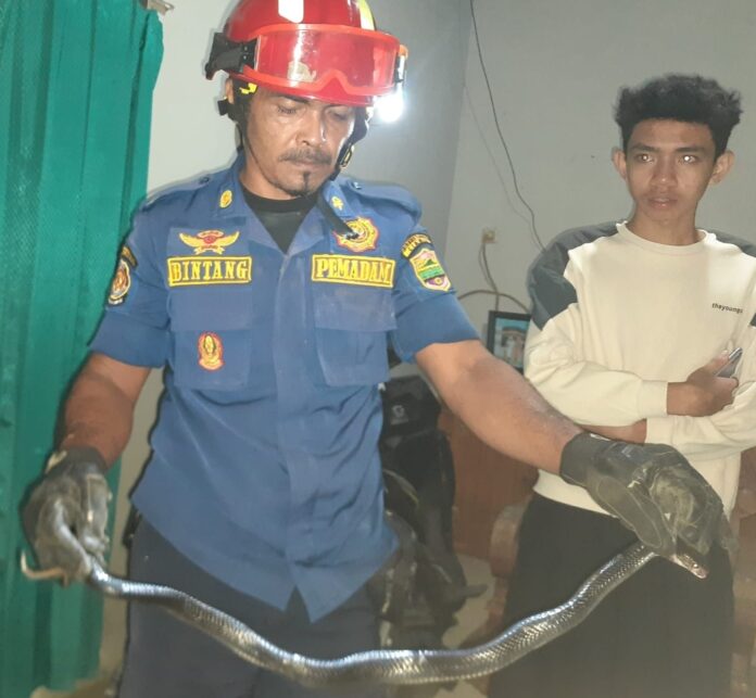 Ketpot istimewa : Personel Damkar pos wmk Banjarsari saat mengevakuasi ular kobra CIAMIS, FOKUSJabar.id