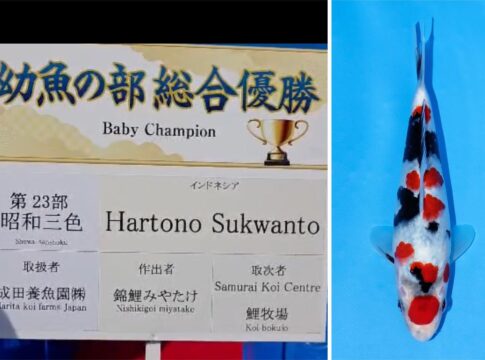 Ikan koi Sanke milik Hartono Soekwanto yang meraih gelar Baby Champion dalam ajang prestisius 42nd All Japan Young Koi Show 2026