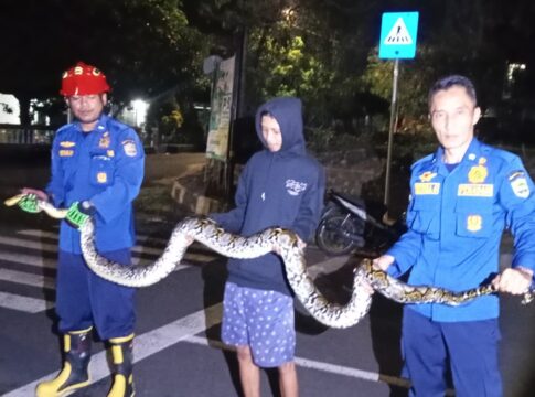 Damkar UPTD Ciamis sanca fokusjabar.id