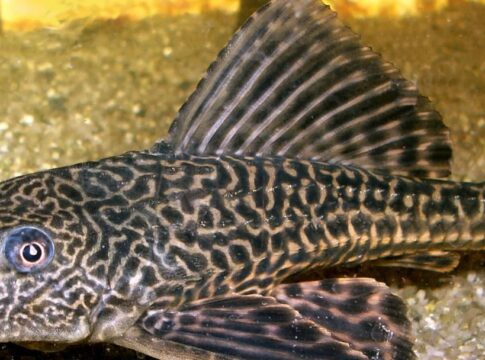 Ikan Sapu-sapu kementerian fokusjabar.id