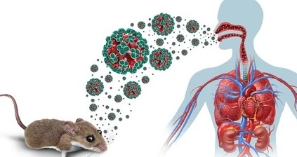 Virus Hanta Tikus fokusjabar.id