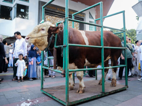 sapi kurban presiden fokusjabar.id