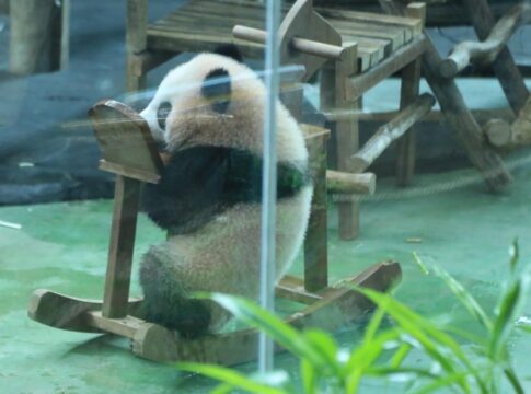 Panda Indonesia fokusjabar.id