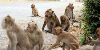 Monyet liar ciamis fokusjabar.id