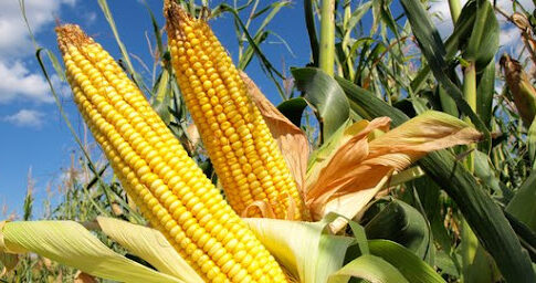 Jagung Garut Utara fokusjabar.id