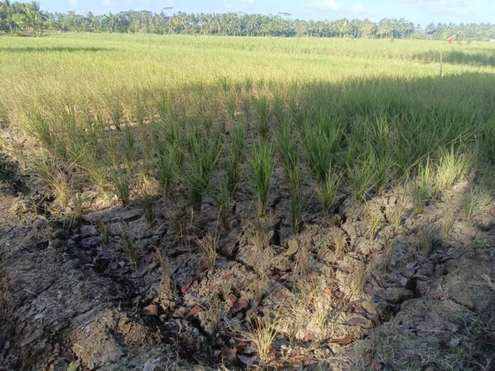Poto: areal pesawahan di Pamotan terdampak kekeringan Pangandaran, FOKUSJabar.id