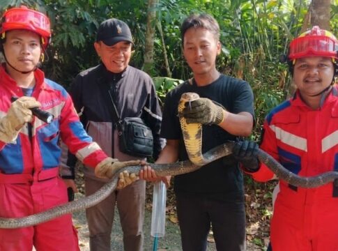 ular king kobra damkar Rancah fokusjabar.id