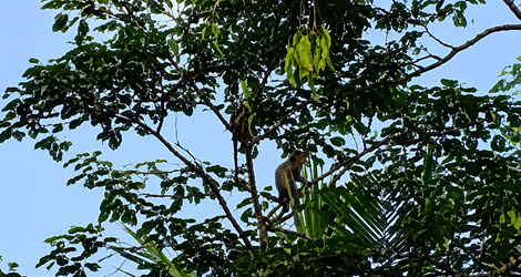 CIAMIS, FOKUSJabar.id