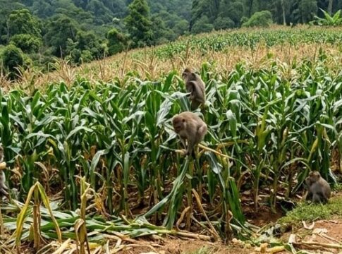CIAMIS, FOKUSJabar.id