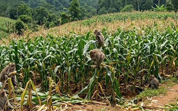 CIAMIS, FOKUSJabar.id