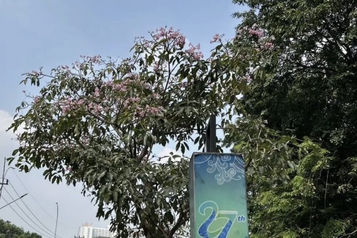 Tanaman Tabebuya yang mekar mempercantik ruas Jalan Juanda, Kota Depok. Sumber Gambar: depok.go.id DEPOK, FOKUSJabar.id
