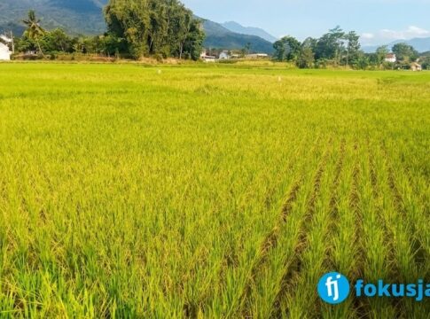 Petani Desa Cibunar fokusjabar.id