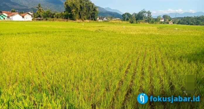 Petani Desa Cibunar fokusjabar.id