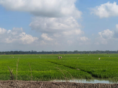 sawah pangandaran fokusjbar.id