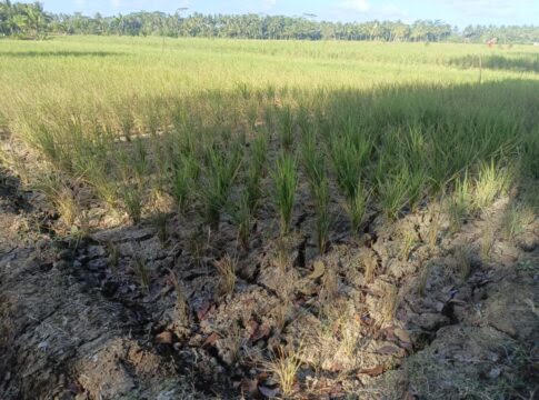 sawah pangandaran fokusjabar.id