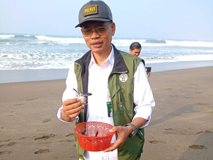 Poto: Pelepasliaran tukik di Pantai Legok Jawa Pangandaran Pangandaran, FOKUSjabar.id