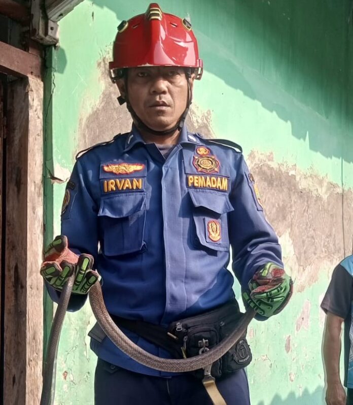 Ketpot : Personel Damkar UPTD Ciamis saat sedang mengevakuasi ular koros dari dalam sumur milik warga di Kelurahan Sindangrasa Ciamis