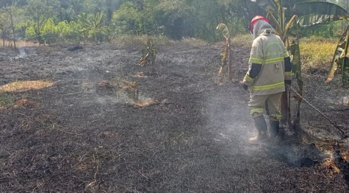 Ketpot : Personel Damkar pos WMK Kawali dan BPBD Kabupaten Ciamis saat memadamkan api di lahan kebun Pepaya yang berlokasi di Dusun Kota Desa Buniseuri CIAMIS, FOKUSJabar.id