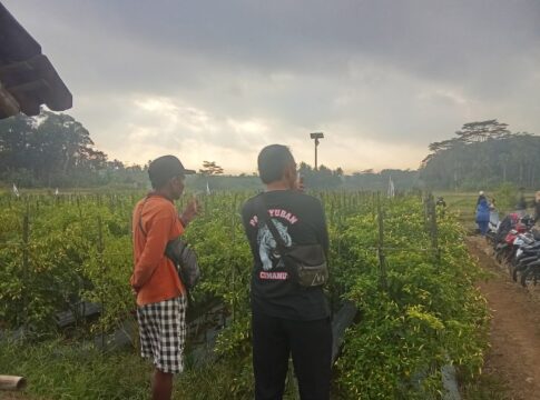 Cabai rawit domba ciamis fokusjabar.id