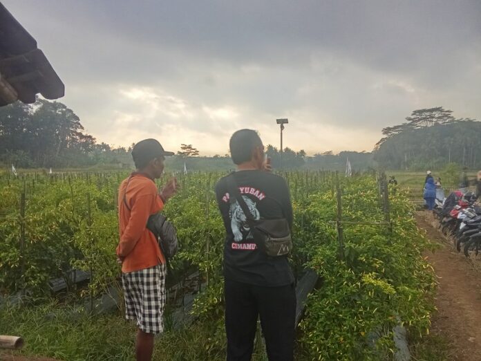 Cabai rawit domba ciamis fokusjabar.id