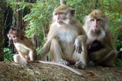 Pangandaran, FOKUSjabar.id