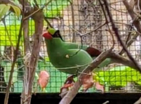burung Ekek Keling Sunda fokusjabar.id