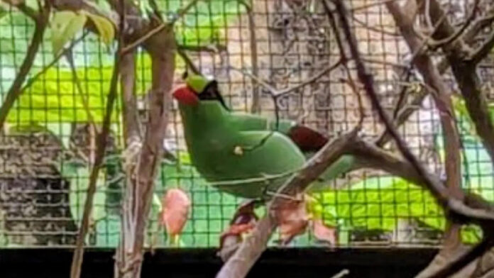 burung Ekek Keling Sunda fokusjabar.id