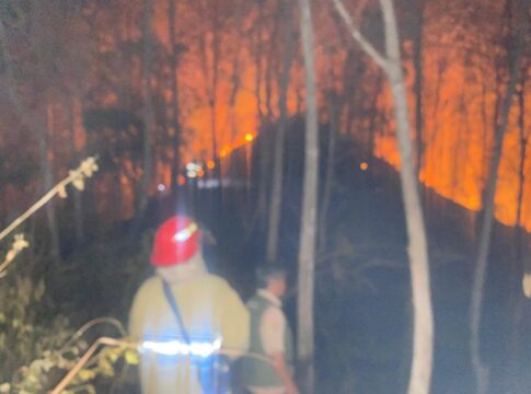 hutan jati kebakaran fokusjabar.id