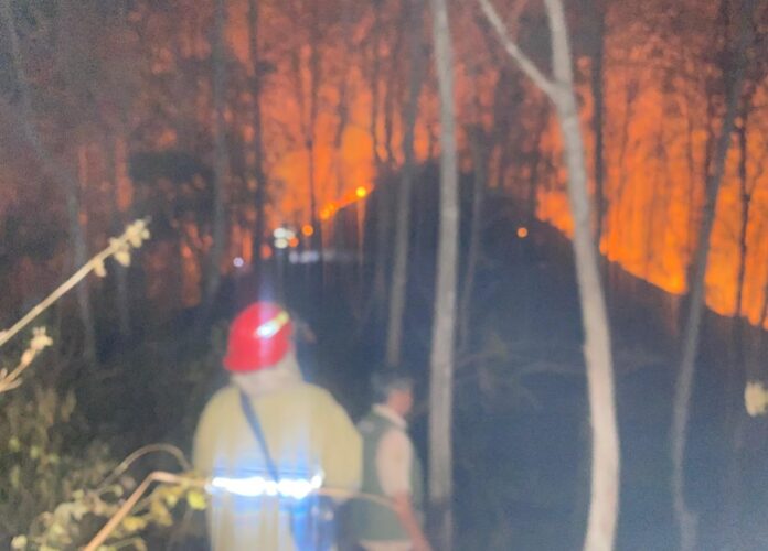 hutan jati kebakaran fokusjabar.id