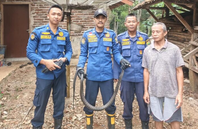 Ketpot istimewa : Personel Damkar pos WMK Kawali saat mengevakuasi ular King Kobra CIAMIS, FOKUSjabar.id