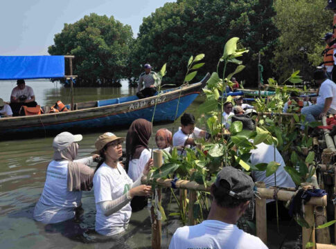 Mangrove fokusjabar.id
