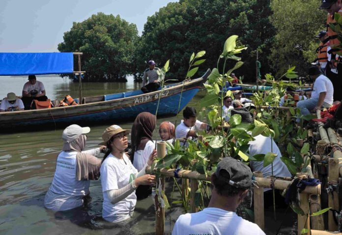 Mangrove fokusjabar.id